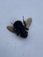 Bombus vagans