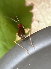 Phyllopalpus pulchellus