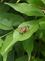 Myathropa florea
