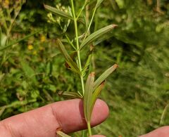 Hypericum canadense