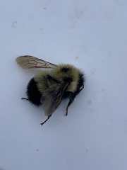 Bombus vagans