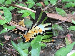 Graphium antiphates itamputi