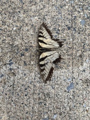 Papilio canadensis