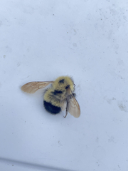 Bombus vagans