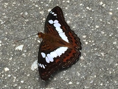 Moduza procris milonia