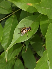 Myathropa florea