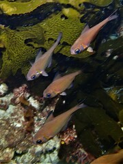 Pempheris klunzingeri