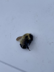 Bombus vagans