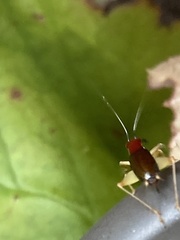 Phyllopalpus pulchellus
