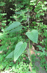 Scrophularia marilandica