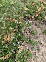 Cherleria biflora