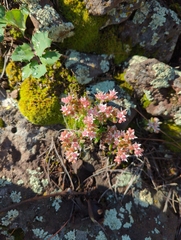 Sedum