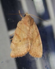 Cosmia trapezina