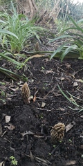 Morchella rufobrunnea