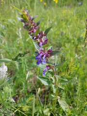 Dracocephalum nutans