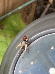 Phyllopalpus pulchellus