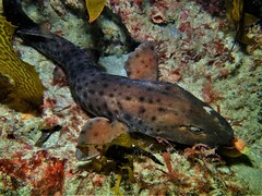 Aulohalaelurus labiosus