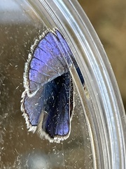 Polyommatus icarus