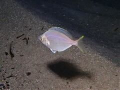 Parequula melbournensis