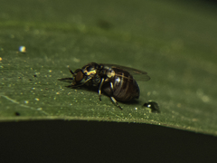 Simuliidae