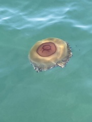 Cotylorhiza tuberculata