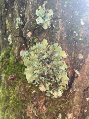 Parmeliaceae
