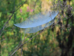 Frontinella pyramitela