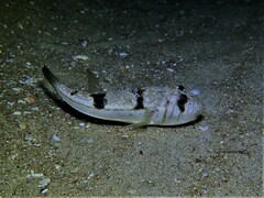 Torquigener pleurogramma