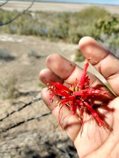 Fouquieria macdougalii 2