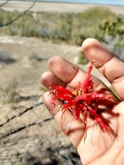 Fouquieria macdougalii