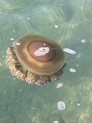 Cotylorhiza tuberculata