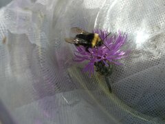 Bombus occidentalis