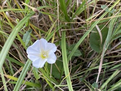 Convolvulus arvensis
