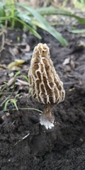 Morchella rufobrunnea
