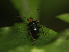 Lemini