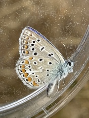 Polyommatus icarus
