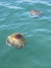 Cotylorhiza tuberculata