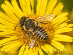 Eutricharaea