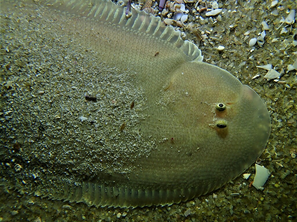 Broadhurst's Tongue Sole
