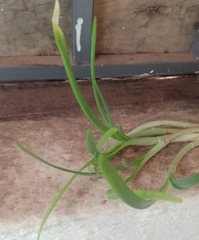 Allium cepa