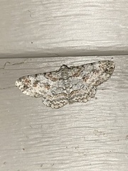 Iridopsis defectaria