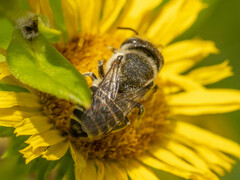 Eutricharaea