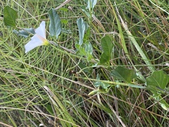 Convolvulus arvensis