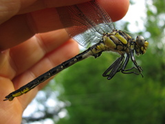 Arigomphus cornutus