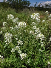 Dimorphocarpa wislizeni