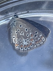 Polyommatus icarus