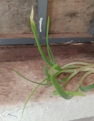 Allium cepa