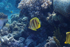 Chaetodon rainfordi