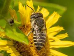Eutricharaea