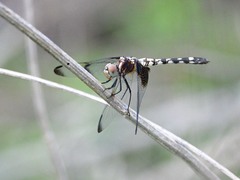 Dythemis fugax